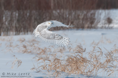 Snowy Owl against willows in flight