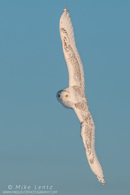 Snowy Owl verticle banking