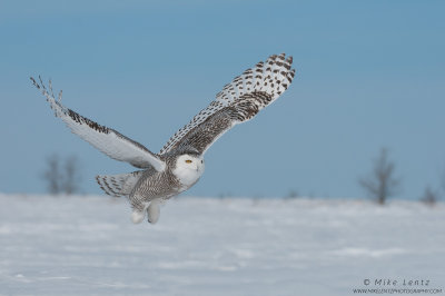 Snowy Owl flight against tundra