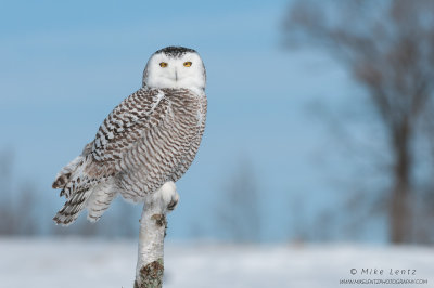 Snowy owl stoic