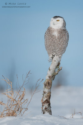 Snowy Owl verticle birch 