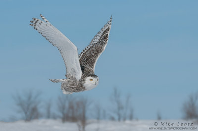 Snowy owl Tundra flight