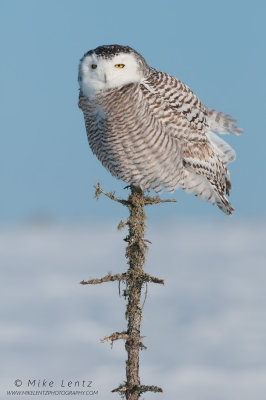 Snowy Owl on Bog lichen perch