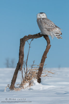 Snowy Owl on horseshoe log