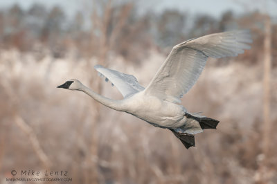 Trumpeter Swan fly by