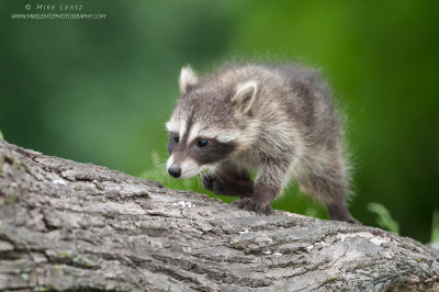 Racoon baby treks up stump