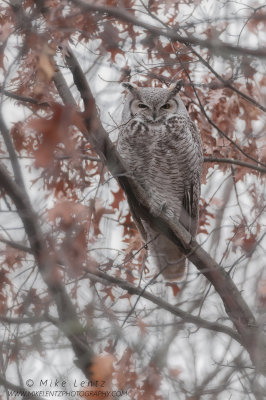 Sub arctic Great Horned Owl in Oak tree