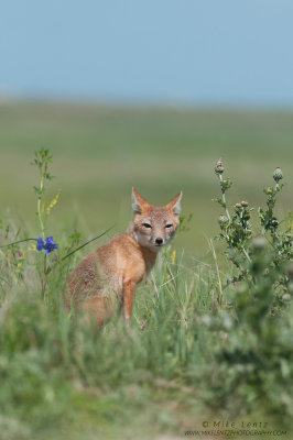 Swift Fox mother near den 