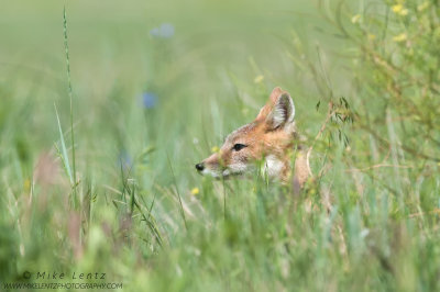 Swift Fox Head poke in grasses