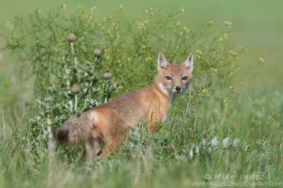 Swift Fox in thicket