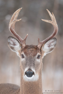 White-tailed deer straight