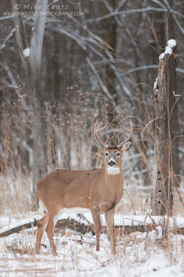 White-tailed deer by snag