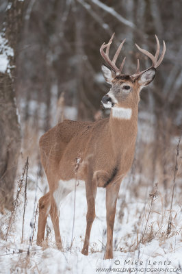 White-tailed deer (9 pointer)