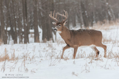 White-tailed deer walks in snowfall