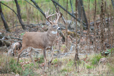 White-tailed deer trophy strut