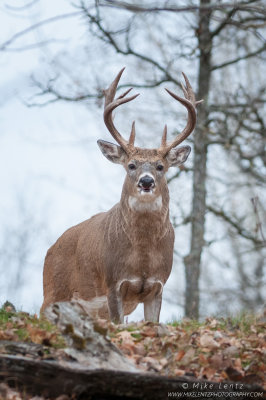 White-tailed deer ridge brute