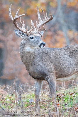 White-tailed deer prize portrait