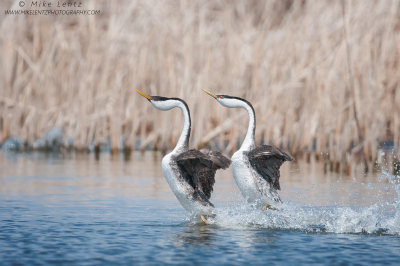 Western Grebes rushing like mad