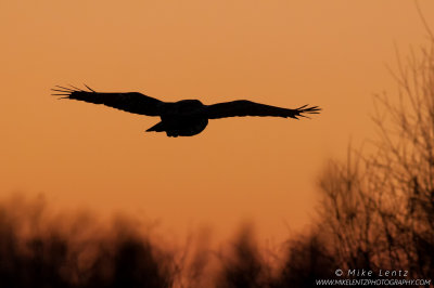 Great Gray Owl after sunset