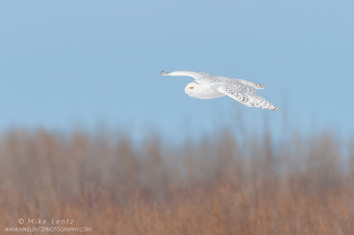 Snowy Owl glides over the Bog