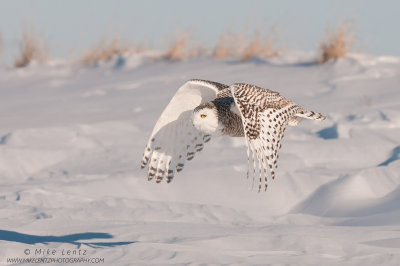 Snowy Owl flight against hillside