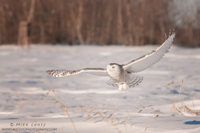 Snowy Owl bursts near woods 