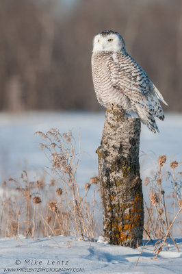 Snowy Owl on a majestic Birch perch