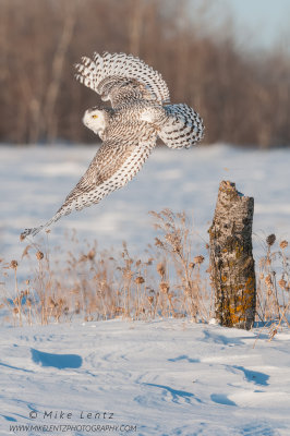 Snowy Owl blasts off Birch stump 