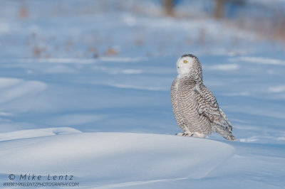 Snowy Owl on snowbank of tundra