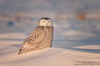 Snowy owl solitary on a snow bank