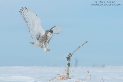 Snowy Owl wings wide on landing