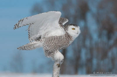 Snowy Owl wings half up on birch