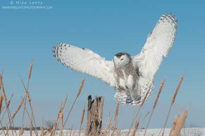 Snowy Owl wings wide landing in cattails