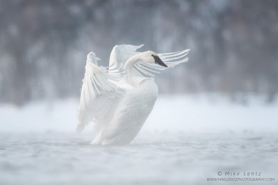 Trumpeter Swan wings up in fog
