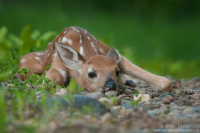 White-tailed deer fawn concealment pose