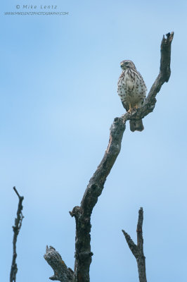Broad-winged hawk on favorite perch