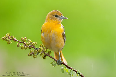 Baltimore Oriole on emerging growth