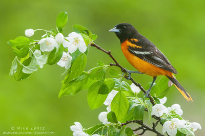 Baltimore Oriole on white blossums