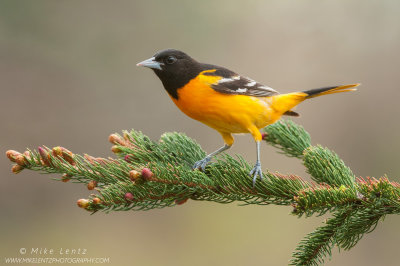 Baltimore Oriole on pine