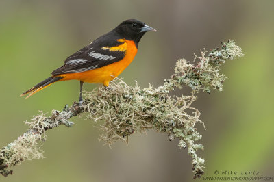 Baltimore Oriole on lichen coated branch