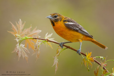 Baltimore Oriole on emerging Elm branch