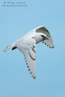 Ivory Gull in flight