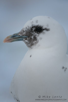Ivory Gull head shot portrait