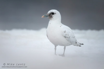 Ivory Gull washed out bottom from snow bank