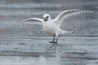 Ivory Gull wings wide on ice