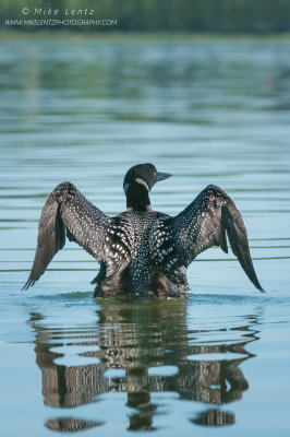 Common Loon verticle wings wide