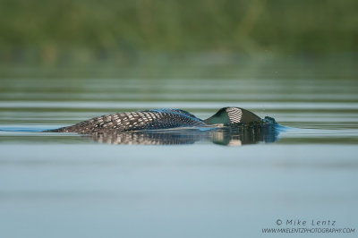 Common Loon plunges underwater