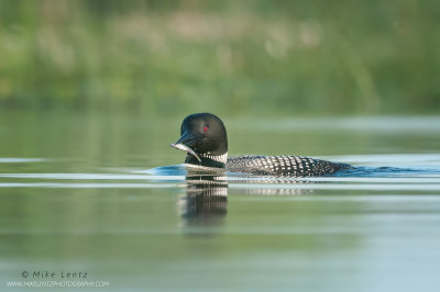Common Loon with small fish in beak