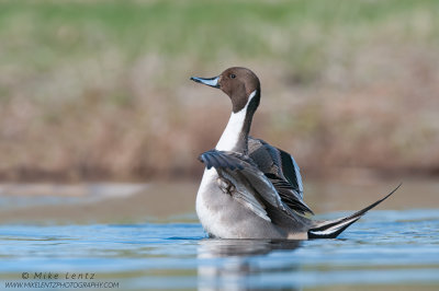 Northern Pintail duck - wing flap