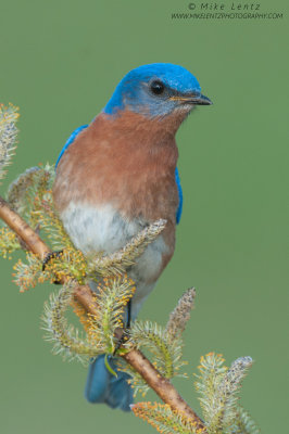 Bluebird on spring plant